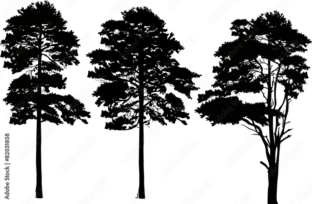Fototapeta premium three high pine silhouettes isolated on white