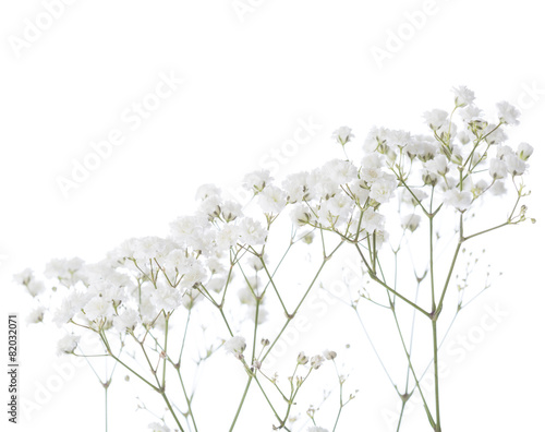 Gypsophila isolated on white background.  photo