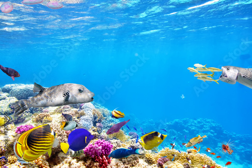 Underwater world with corals and tropical fish. photo