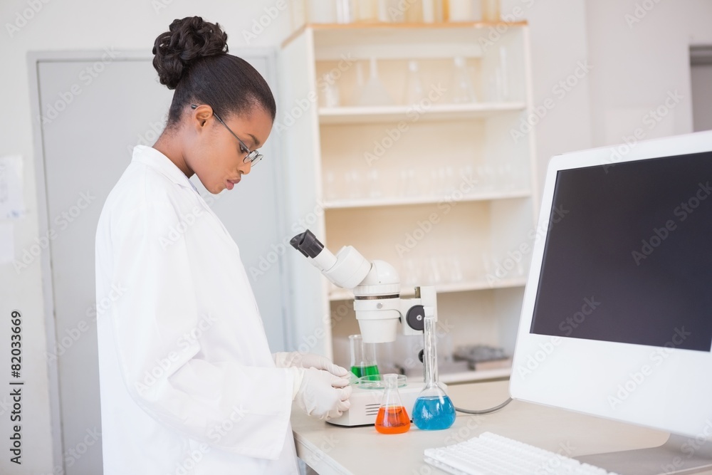 Scientist examining petri dish under microscope Scientist examining petri dish under microscope