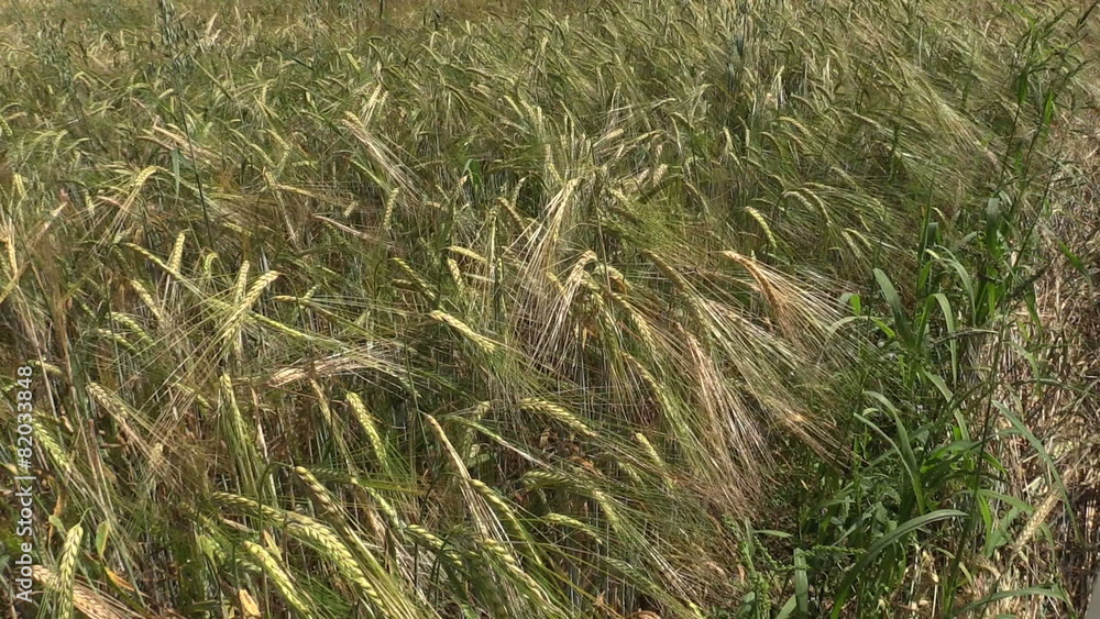 Ripe barley barleycorn plant crop ears move in wind Ripe barley barleycorn plant crop ears move in wind