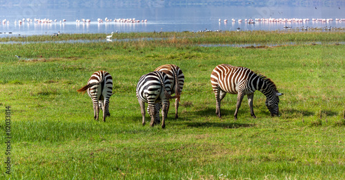 Zebra Lake Nakuru, Kenya, lake, nakuru, park, 
