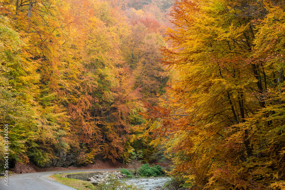 Obraz premium Forest road