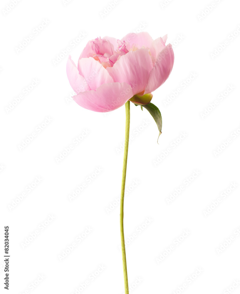 Obraz premium Light pink peony isolated on white background.