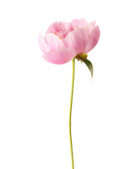 Papier peint photo Pivoines Pivoine rose pâle délicate  © Antonel
