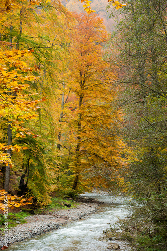 Autumnal river