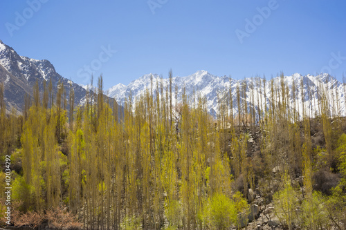 Hunza valley with Blossom in Pakistan