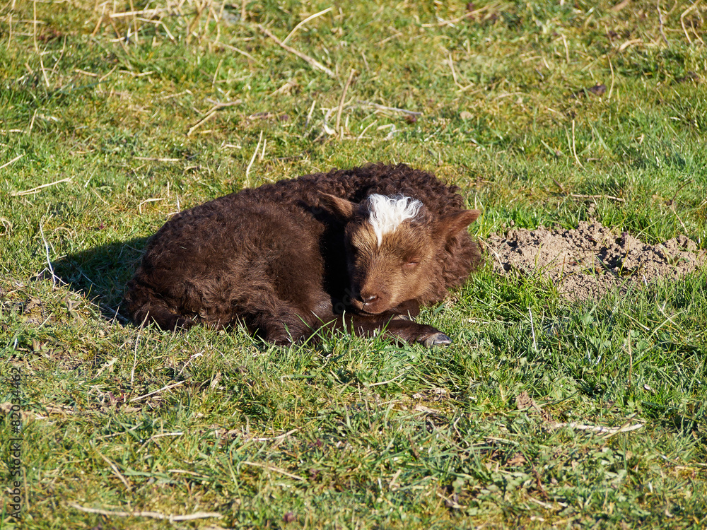 Cute lamb in a field Cute lamb in a field
