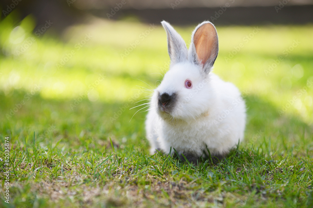 white rabbit white rabbit