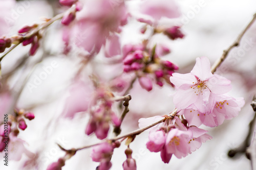 枝垂れ桜の花のアップ © varts