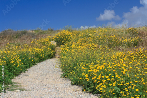 Beautiful road through the field with daisies