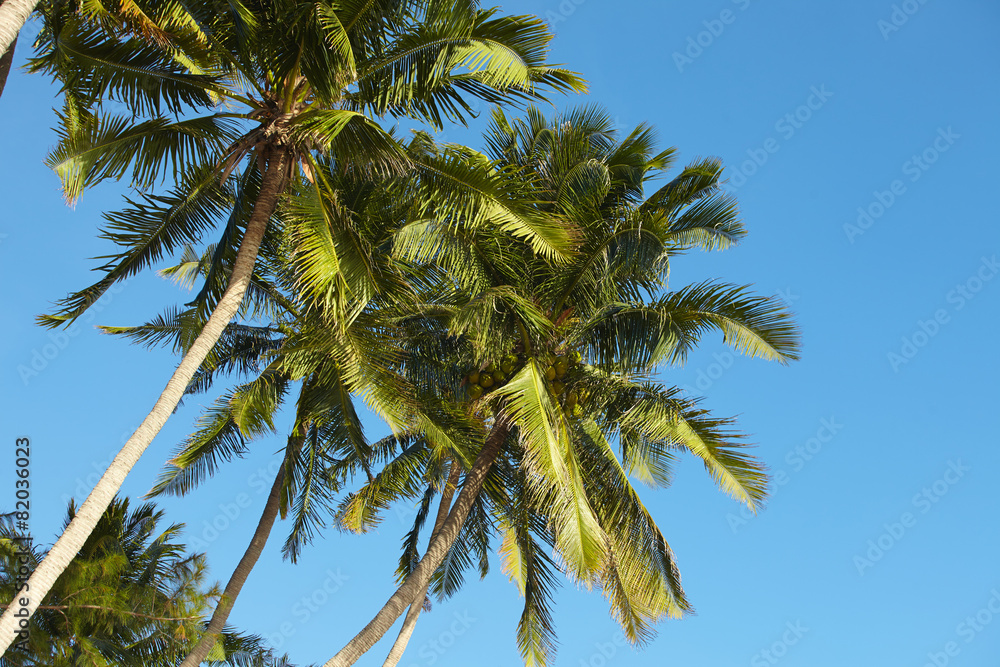 Obraz premium palms over blue sky