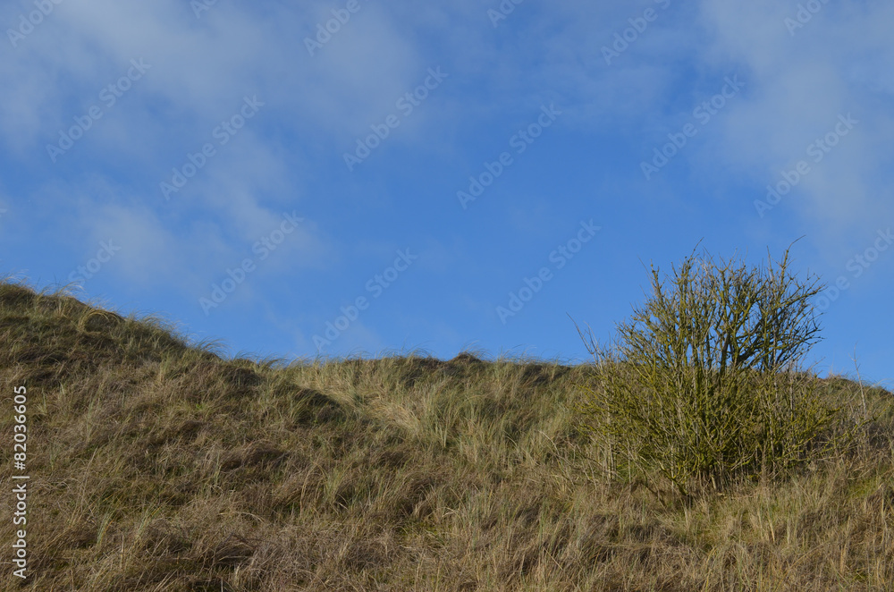 dune grasses on coastal dune at Belgian seaside dune grasses on coastal dune at Belgian seaside