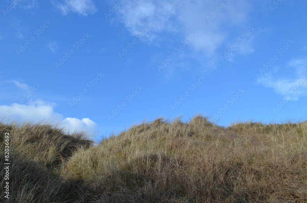 dune grasses on coastal dune at Belgian seaside