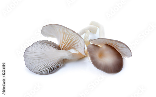 Indian Oyster, Phoenix Mushroom On White Background