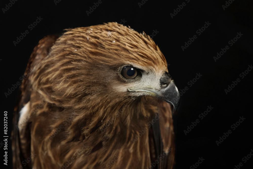 Close up red Hawk. Close up red Hawk.