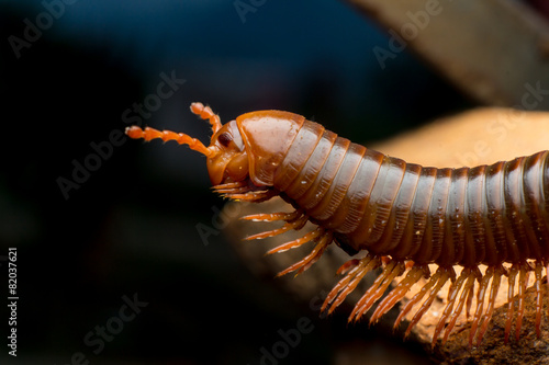 close up of the millipede walkking