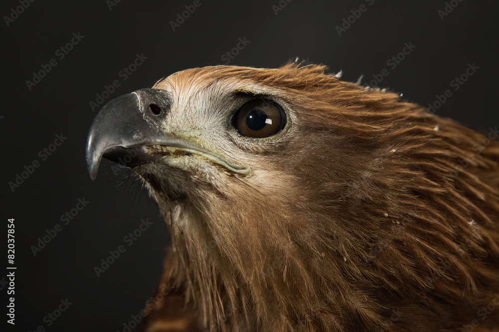 Fototapeta premium Close up red Hawk.