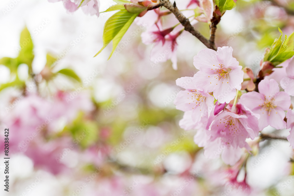修善寺寒桜の花のアップ 修善寺寒桜の花のアップ