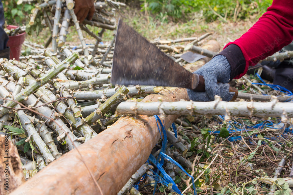 Obraz premium Farmer chopping cassava for planting on plot