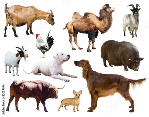 Set of dogs and other farm animals over white