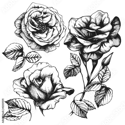 Set of highly detailed hand-drawn roses.