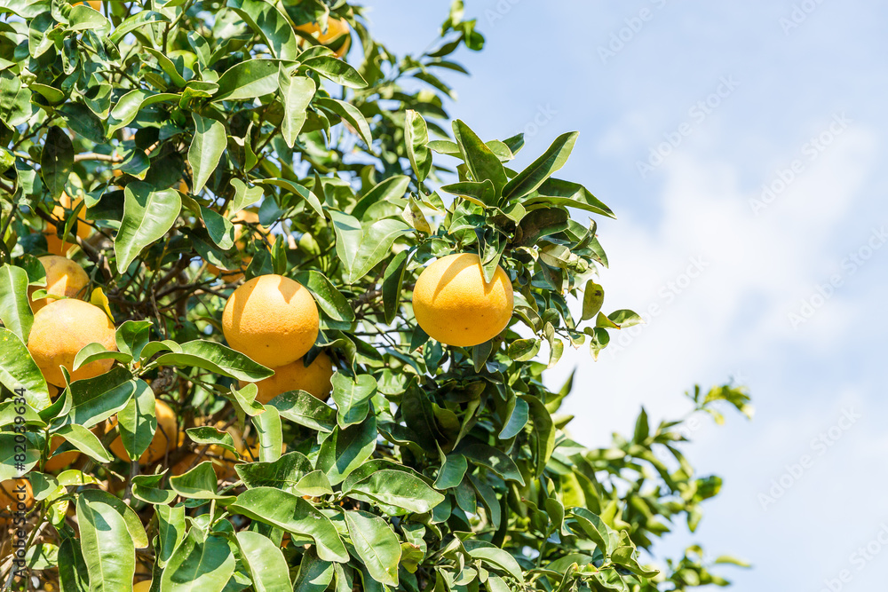 Orange Tree with the ripe oranges Orange Tree with the ripe oranges
