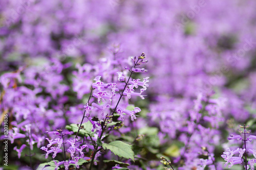 Blue Salvia  salvia farinacea  flowers blooming in the garden