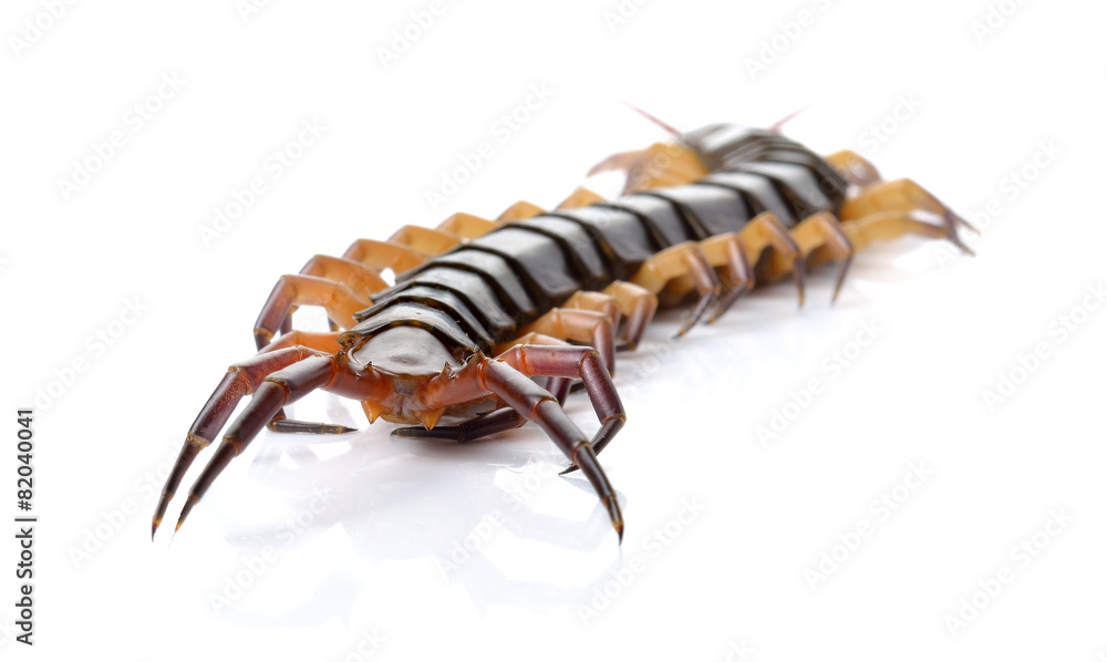 closeup of one brown centipede on white background closeup of one brown centipede on white background