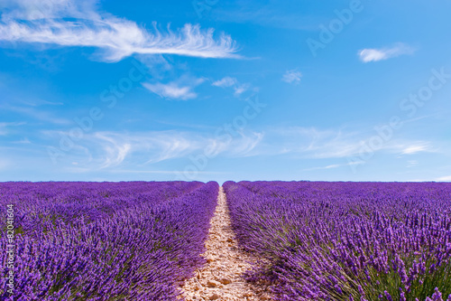 Blooming lavender fields near Valensole in Provence  France.