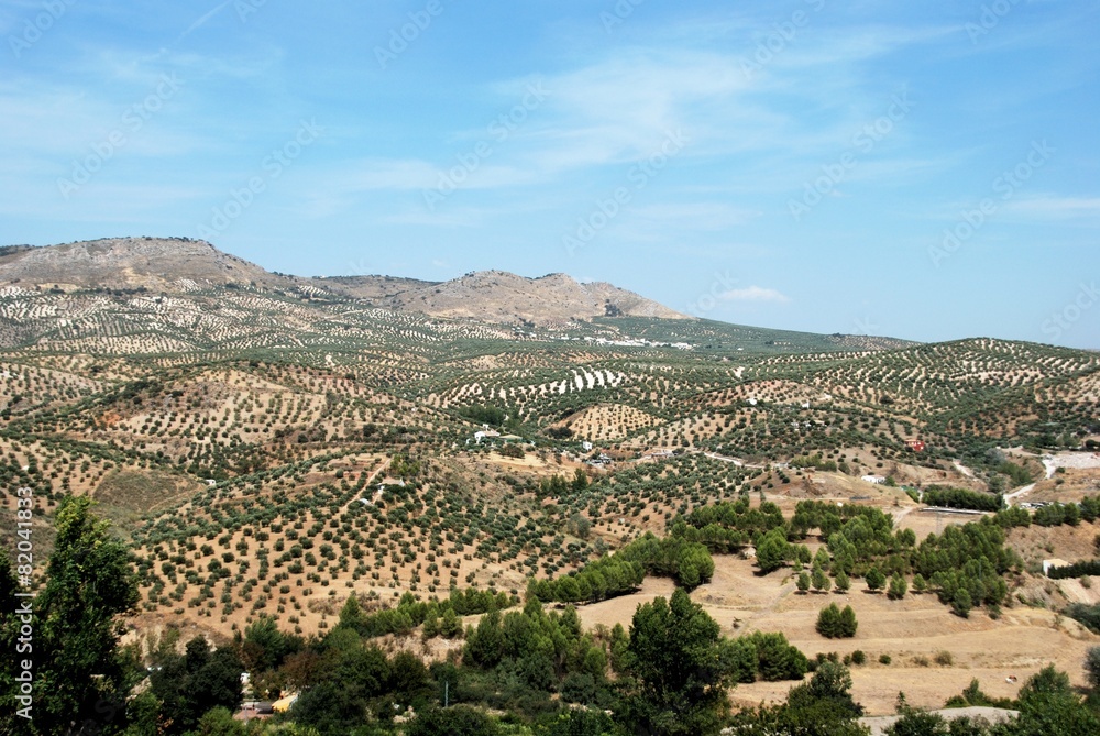 Olive groves, Priego de Cordoba © Arena Photo UK