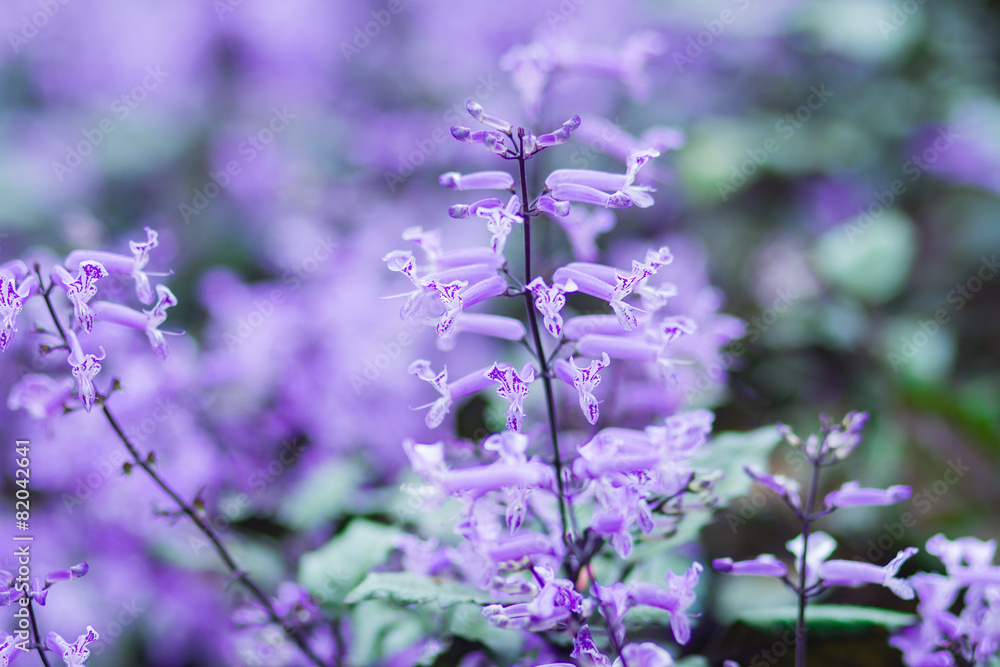 Naklejka premium Plectranthus Mona Lavender flowers