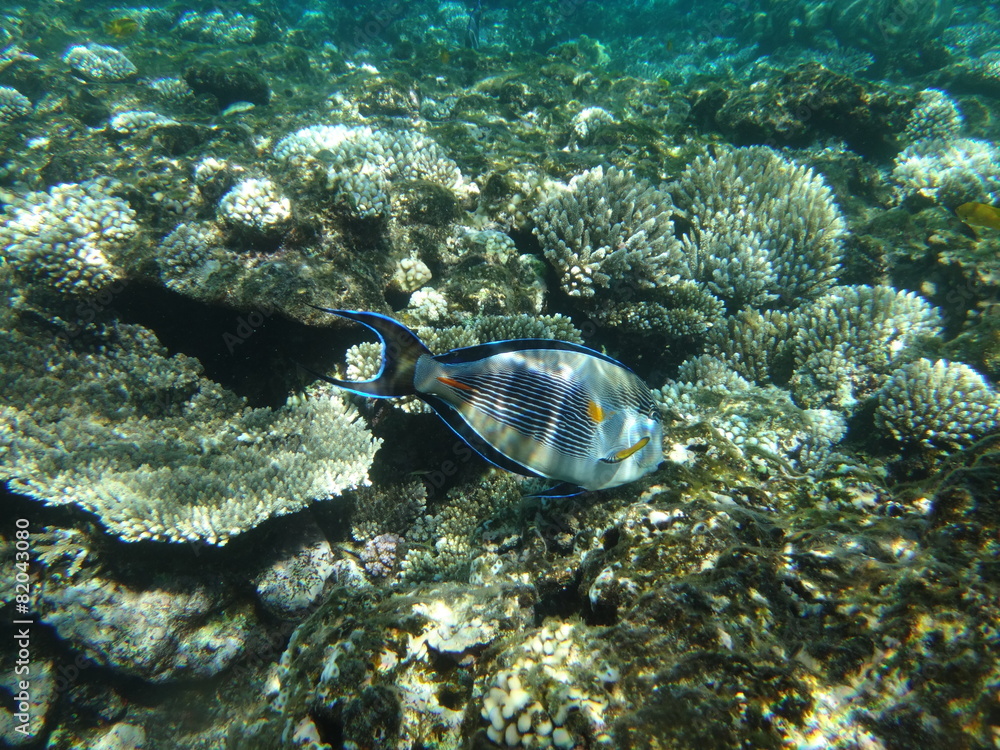 Obraz premium Рыбы Красного моря