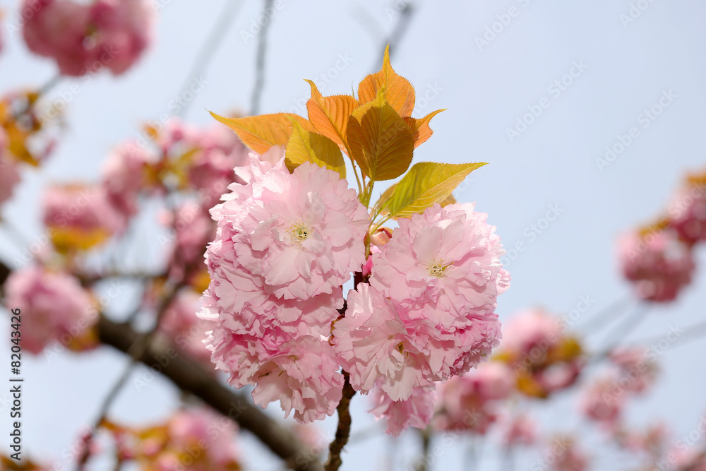 Obraz premium Sakura