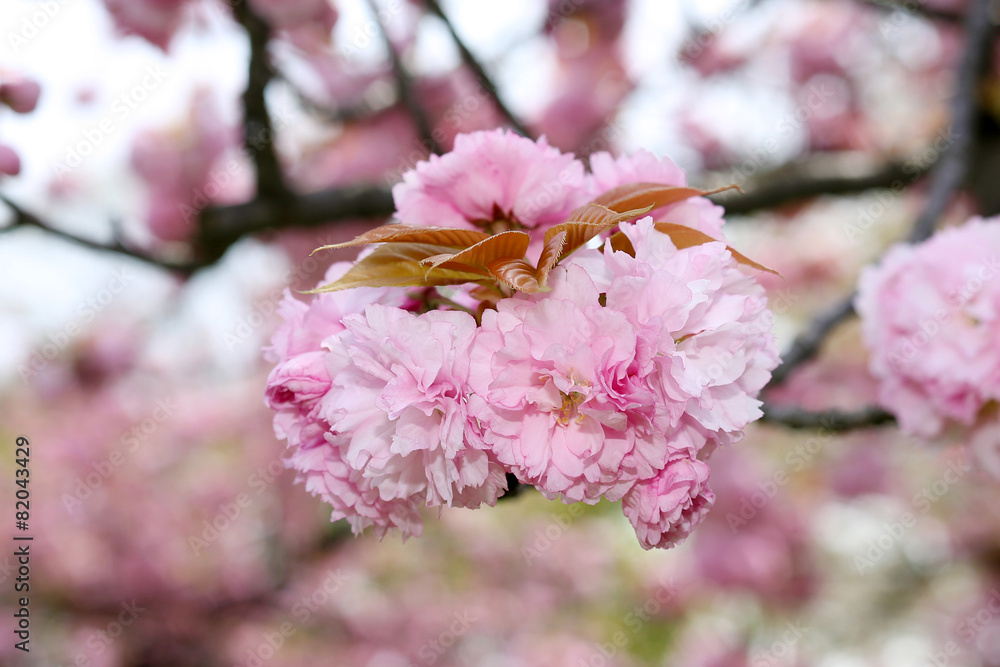 Obraz premium Sakura