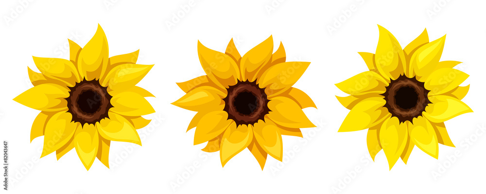Fototapeta premium Set of three sunflowers. Vector illustration.