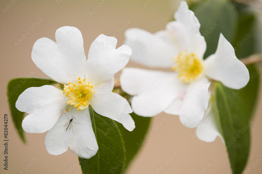 Obraz premium Yellow and white Dogwood flowers