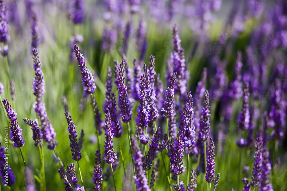 Blooming lavender