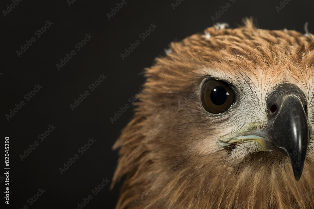 Naklejka premium Closeup hawk isolate
