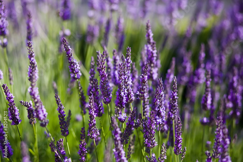 Blooming lavender