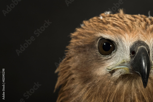 Valokuva Closeup hawk isolate