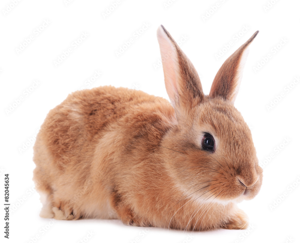 Little rabbit isolated on white Little rabbit isolated on white