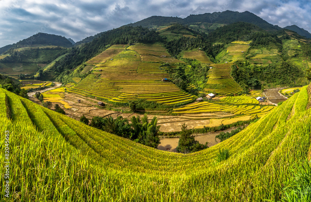 Rice fields on terraced.Vietnam