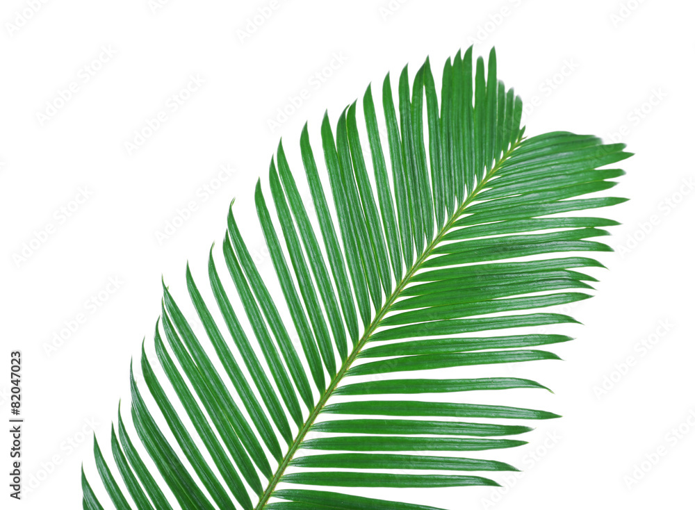 Green leaf of sago palm tree isolated on white Green leaf of sago palm tree isolated on white