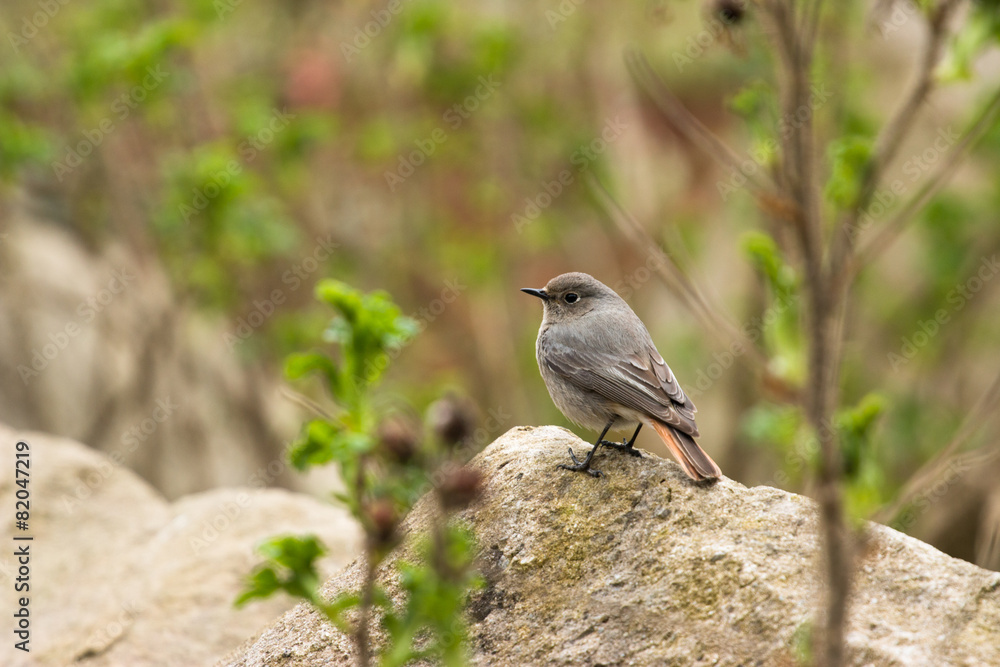 Obraz premium Black Redstart