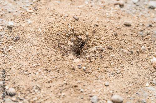 Ants Building Nest In Ground