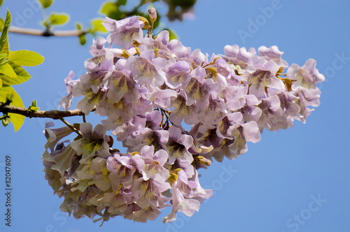 桐の花