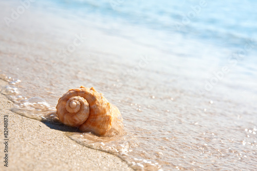 Sea shell