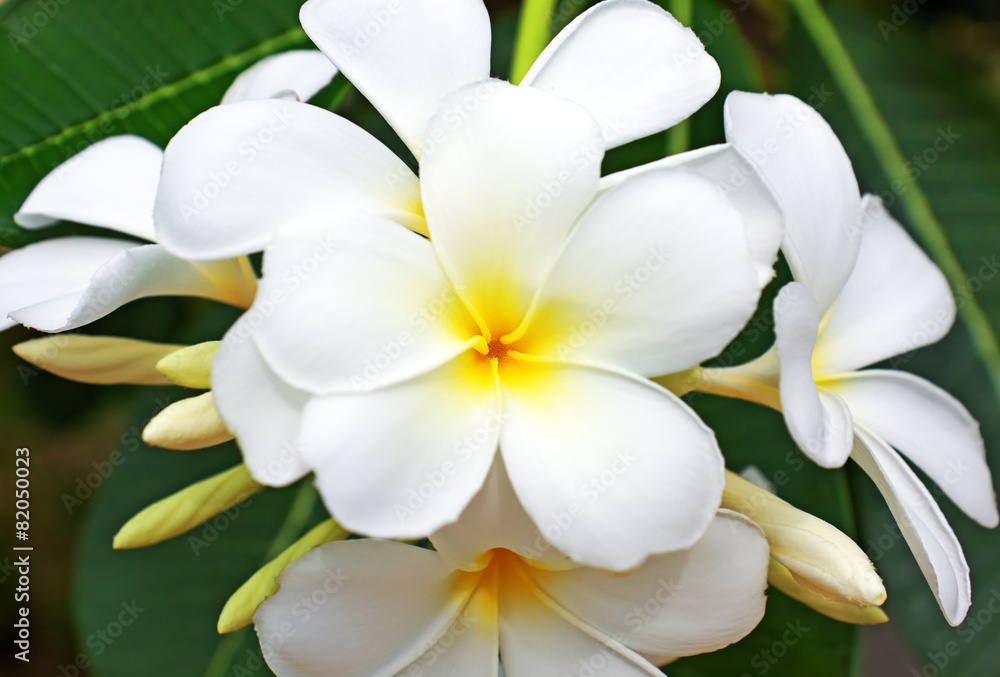 beautiful white frangipani flowers