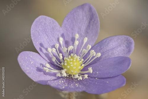 Violet Hepatica nobelis flo...